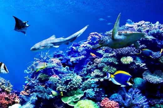美丽的珊瑚礁与海洋生物的全景背景